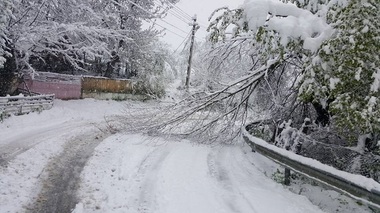 Unsprezece maşini, avariate în Focşani după ce copacii au căzut peste ele sub greutatea zăpezii. Zeci de comune vrâncene, nealimentate electric din cauza vântului - FOTO