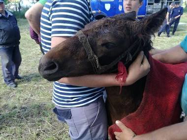 Un mânz căzut într-o fântâna din oraşul arădean Curtici, salvat de pompieri - FOTO/ VIDEO