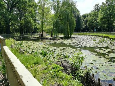 Lup crescut în captivitate găsit pe aleile Parcului “Nicolae Romanescu” din Craiova