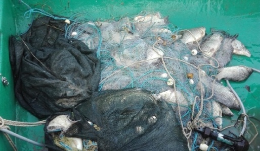 Aproape opt tone de peşte pescuit ilegal, confiscate de către poliţişti în primele patru luni ale acestui an