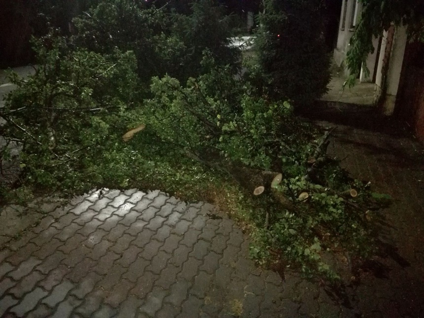 Arad: Mai mulţi copaci au fost rupţi în timpul unei furtuni, căzând pe drumuri şi autoturisme - FOTO