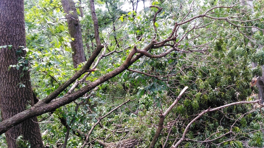 Arad: Mii de arbori au fost rupţi în Pădurea Ceala, zonă protejată, în urma furtunii de vineri seara - FOTO