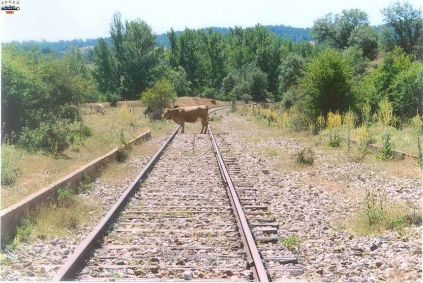 Tren de călători, blocat mai bine de o oră în judeţul Constanţa, după ce locomotiva a lovit o vacă