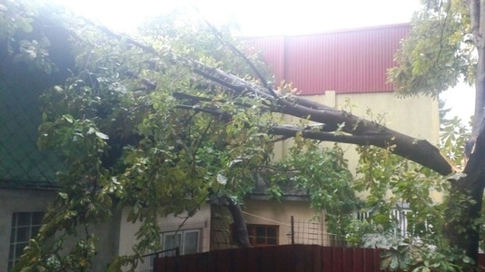 UPDATE Probleme cauzate de furtuni în Bucureşti şi în mai multe judeţe - O femeie a murit în Brăila după ce un copac a căzut peste ea. Galaţi: Zece răniţi, 130 de copaci doborâţi, o casă şi cinci maşini avariate. VIDEO