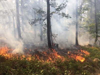 Incendiul izbucnit duminică în zona împădurită din Defileul Cazanele Dunării, în apropierea localităţii mehedinţene Sviniţa, a fost stins