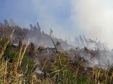Opt hectare dintr-o plantaţie de conifere din judeţul Bistriţa-Năsăud, cuprinse de flăcări. Peste 30 de pompieri, pădurari şi voluntari intervin pentru stingerea focului