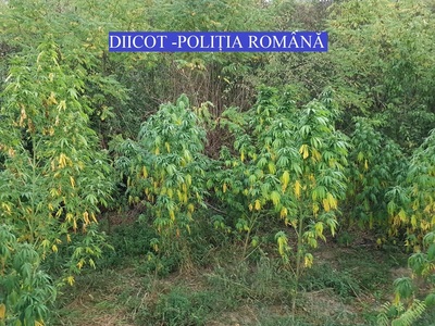 Percheziţii în Mureş la o grupare specializată în trafic de droguri, nouă persoane urmând a fi conduse la audieri. VIDEO