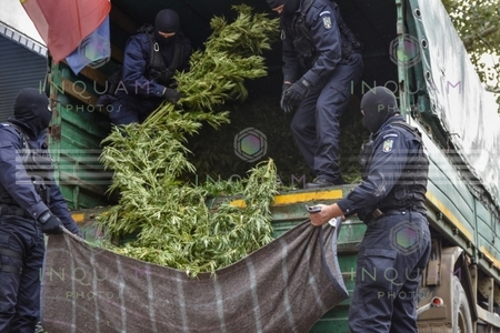 Plantaţie de cannabis pe un teren de 4.000 de metri pătraţi, într-un sat din Mehedinţi. Anchetatorii au confiscat două tone de cannabis. VIDEO