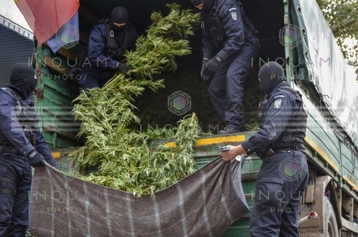 Tulcea: Doi bărbaţi, unul fiind  cetăţean englez, arestaţi preventiv după ce au înfiinţat o cultură de canabis

