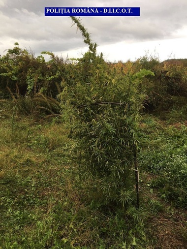 Peste 600 de kilograme de cannabis, în valoare de aproape un milion de euro, descoperite în judeţul Arad