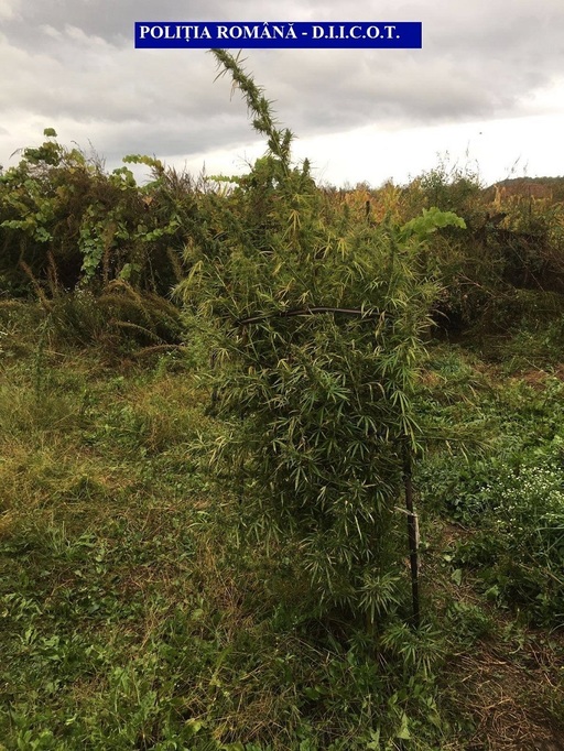 Peste 600 de kilograme de cannabis, în valoare de aproape un milion de euro, descoperite în judeţul Arad