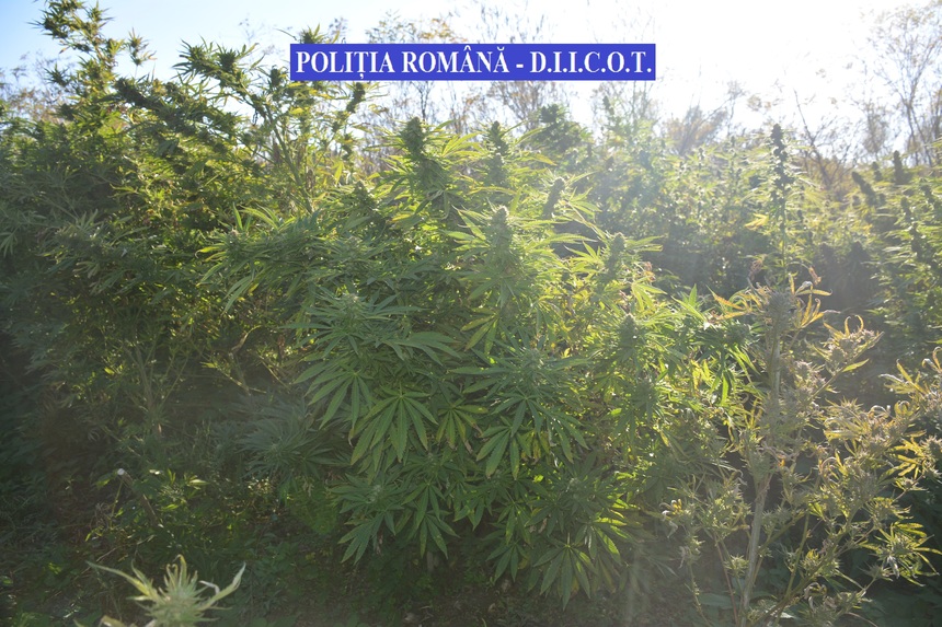 Timiş: 2,5 tone de cannabis în valoare de patru milioane de euro, găsite de poliţişti