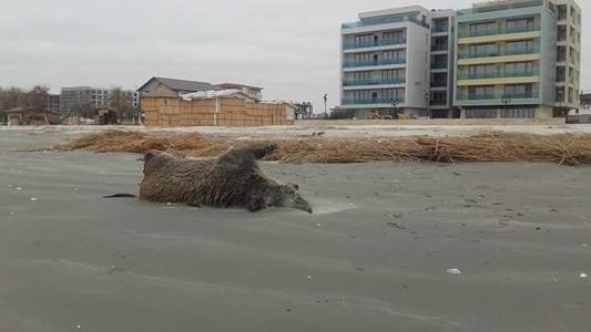 Doi porci mistreţi morţi au fost găsiţi pe o plajă din Mamaia. FOTO