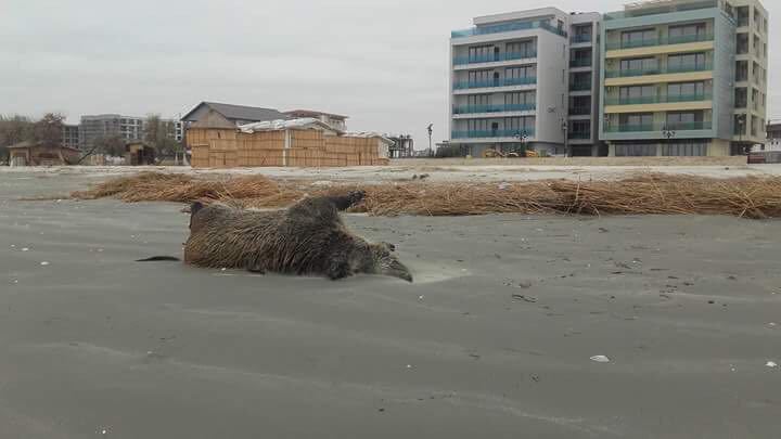 Doi porci mistreţi morţi au fost găsiţi pe o plajă din Mamaia. FOTO