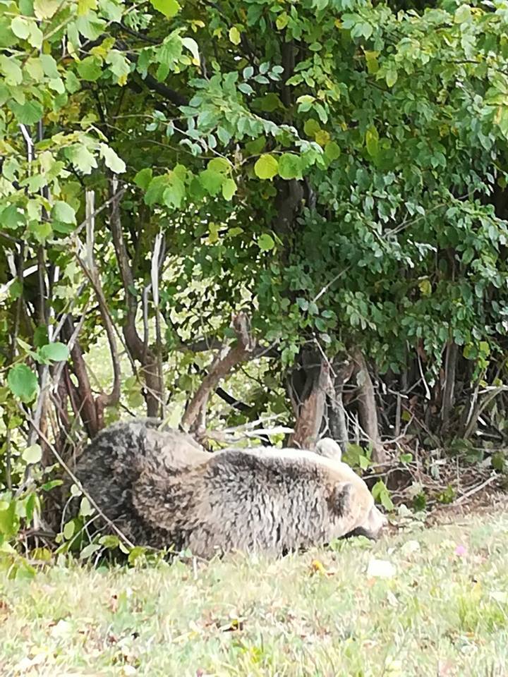 Inspectoratul de Jandarmi Braşov: Ursoaica cu trei pui care a fost văzută în zona magazinului Carrefour de pe Calea Bucureşti a reuşit să fugă; jandarmii rămân în zonă