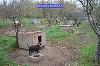 Dosar penal pentru un tânăr din Brăila care avea în curtea casei zeci de câini din rase periculoase, neînregistraţi