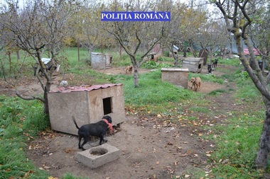 Dosar penal pentru un tânăr din Brăila care avea în curtea casei zeci de câini din rase periculoase, neînregistraţi