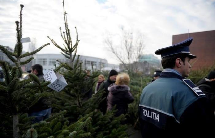 Peste 10.000 de pomi de Crăciun, 1.900 de kilograme de cetină şi sute de coroniţe de brad, confiscate de poliţişti în perioada sărbătorilor 