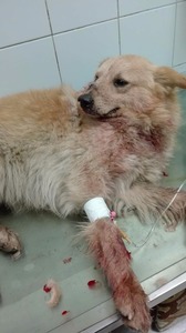 Constanţa: Poliţia a deschis o anchetă după ce un câine ar fi fost împuşcat dintr-o maşină