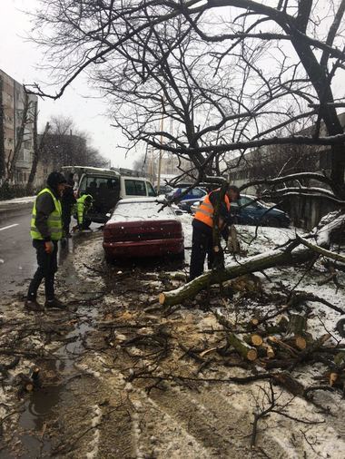 Constanţa: Peste 20 de copaci au fost rupţi de vânt, şase panouri publicitare au fost deteriorate sau dărâmate