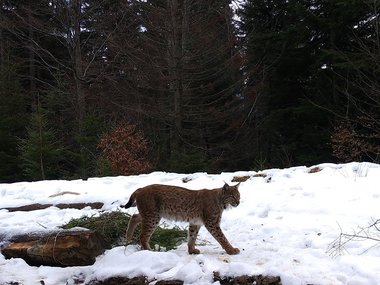 Un exemplar de râs, fotografiat în Parcul Naţional Piatra Craiului. Romsilva: România are una dintre cele mai mari populaţii de râs din Europa