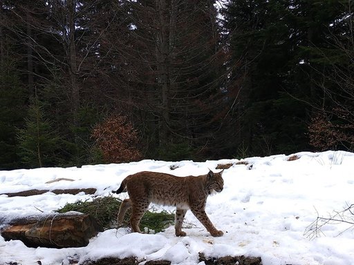 Un exemplar de râs, fotografiat în Parcul Naţional Piatra Craiului. Romsilva: România are una dintre cele mai mari populaţii de râs din Europa