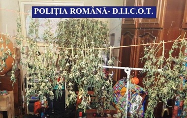 Constanţa: Bărbat arestat preventiv, după ce în locuinţa sa a fost găsită o cultură de cannabis