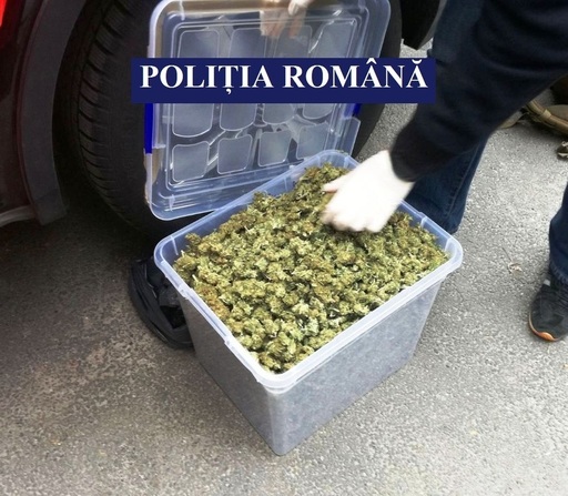 Peste 13 kilograme de cannabis şi sute de ”timbre” LSD, confiscate din două case ale unui arădean