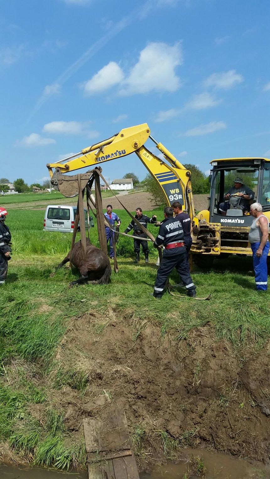 Tulcea: Cal scos cu buldoexcavatorul după ce a căzut într-un pârâu. VIDEO