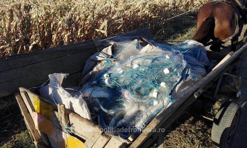 Peste două tone de peşte fără documente legale, 500 de unelte de pescuit şi 10 ambarcaţiuni, ridicate de poliţişti în urma unor acţiuni