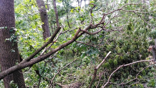Harghita: DN15 între Borsec şi Capu Corbului este blocat, după ce din cauza vântului au căzut copaci pe şosea