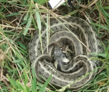 Şarpe de aproape doi metri, găsit în curtea unei grădiniţe din Drobeta Turnu Severin
