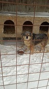 Prahova: Femeie în straie de măicuţă, prinsă de un edil în timp ce abandona câini pe un câmp. VIDEO