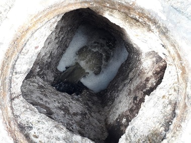 Mehedinţi - Un bărbat a murit şi alţi doi sunt internaţi la Terapie Intensivă după ce au intrat într-un canal de scurgere a reziduurilor - FOTO