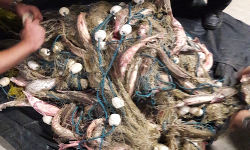Tulcea: Patruzeci de kilograme de cegă pescuite ilegal, depistate de poliţiştii de frontieră într-o ambarcaţiune; trei persoane sunt cercetate