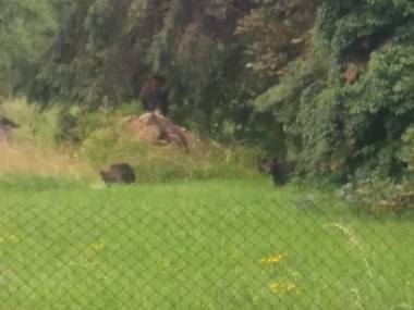 Harghita: O familie de urşi, fotografiată în apropierea Spitalului Clinic de Urgenţă din Miercurea Ciuc. FOTO