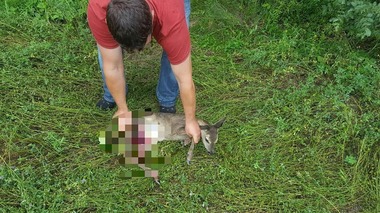 Arad: Jandarmii au găsit într-o tufă un pui de căprioară rănit, după ce mama acestuia se plimba agitată pe un drum naţional iar şoferii au sunat la 112