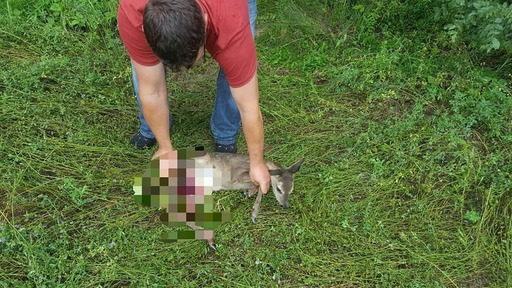 Arad: Jandarmii au găsit într-o tufă un pui de căprioară rănit, după ce mama acestuia se plimba agitată pe un drum naţional iar şoferii au sunat la 112