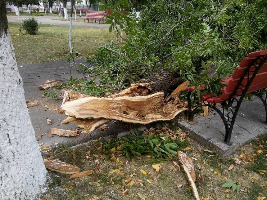 Vâlcea: Zeci de copaci doborâţi şi acoperişuri smulse în urma unei furtuni
