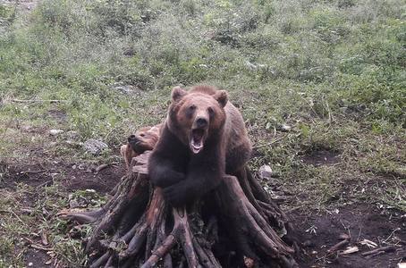 Braşov: Îngrijitorii de la Grădina Zoologică intraseră să cureţe cuşca urşilor; ambele victime sunt la spital