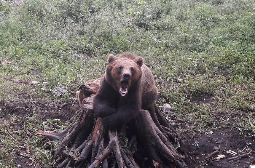 Brasov Ingrijitorii De La Grădina Zoologică News Ro