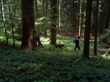 Un urs a intrat în curtea unui localnic din Miercurea Ciuc şi a luat o capră, fiind văzut în zona unui liceu; animalul este în continuare în oraş, jandarmii încercând îndepărtarea lui