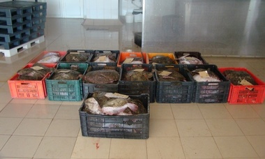 Peste 850 de kilograme de peşte, un autoturism, o ambarcaţiune şi unelte de pescuit, confiscate în urma unei acţiuni a poliţiştilor în Delta Dunării