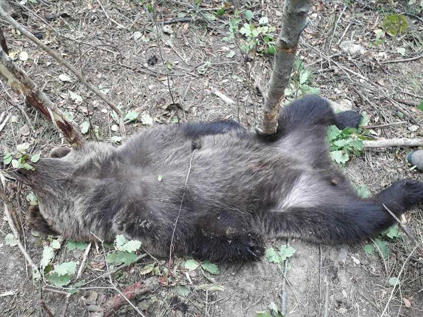 Operaţiunea de salvare a ursului prins într-un laţ, într-o pădure din Vrancea, s-a finalizat; animalul a fost eliberat în natură după ce i-a fost amputat un picior, din cauza rănilor