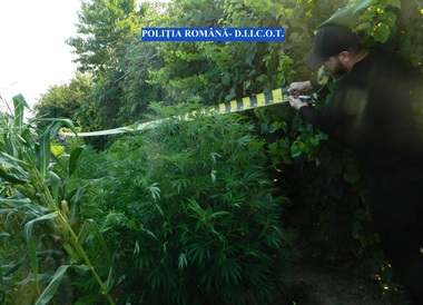 Iaşi: 52 de kilograme de muguri de canabis, confiscate de la o grupare care creştea plantele în solarii; două persoane au fost reţinute