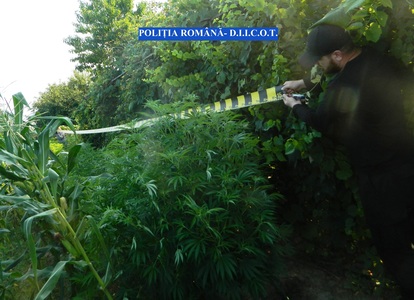 Hunedoara: Tânăr arestat după ce ar fi înfiinţat, împreună cu tatăl său, o cultură outdoor de cannabis