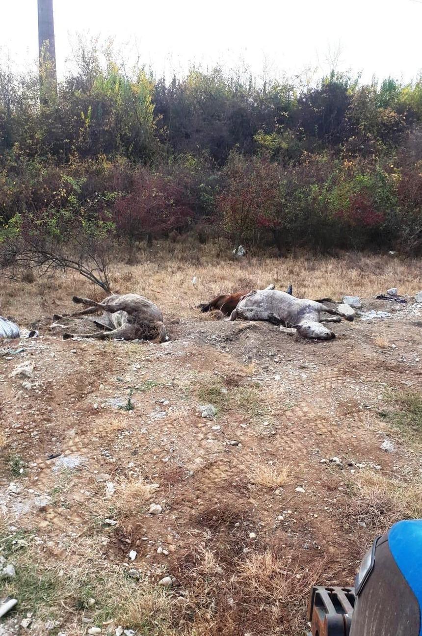 Cadavre de cai, găsite pe un câmp din Arad; autorităţile suspectează că animalele au murit asfixiate într-un camion, fiind transportate ilegal. FOTO