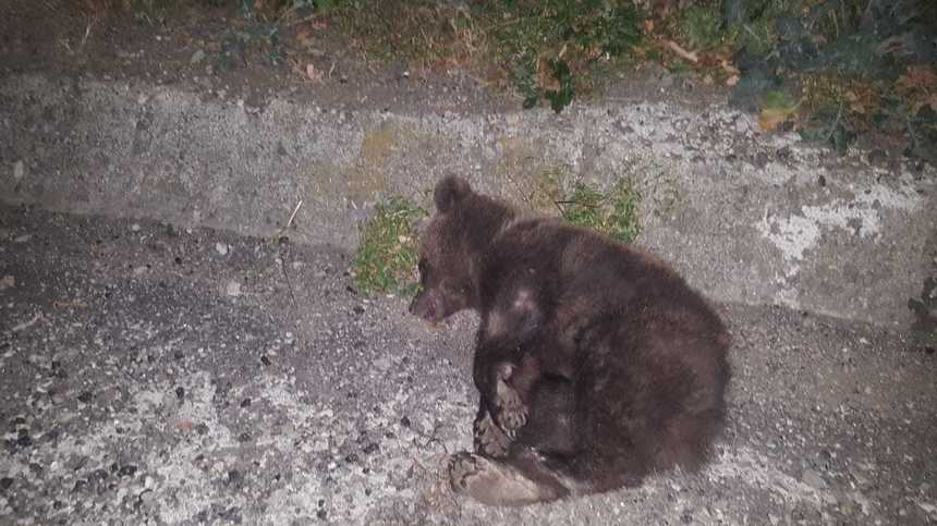 Sibiu: Doi urşi care traversau DN 7, loviţi de mai multe autovehicule; unul dintre ei a murit, iar cel de-al doilea a dispărut în pădure