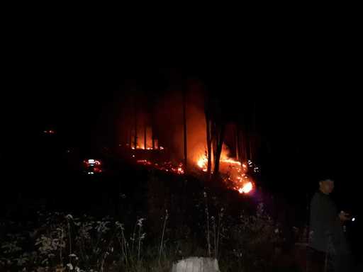 Timiş: Patru hectare de pădure, cuprinse de un incendiu. FOTO, VIDEO