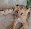 Puiul de leu Paco a fost transferat de la Grădina Zoologică din Timişoara la cea din Târgu Mureş